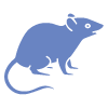 Rodent & Mice Control Yarralumla