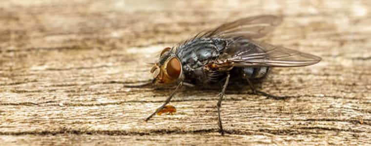 flies control canberra